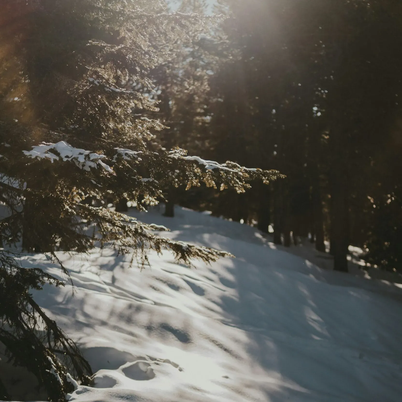 Clearing in a snowy forest, with sunlight streaming through the fir branches, illuminating the pristine snow cover.