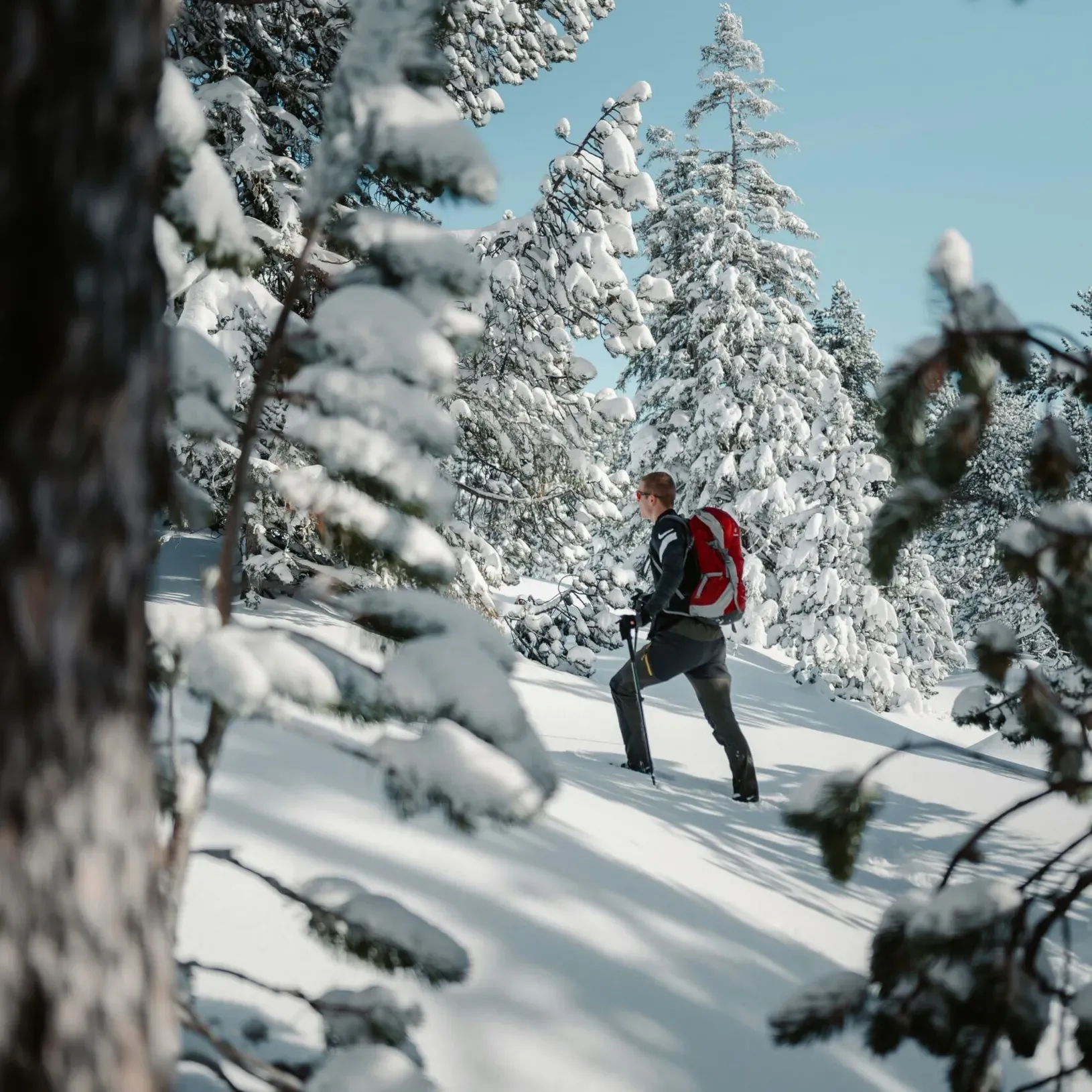 Hiker on a winter trek in a forest clearing covered with fresh snow, walking on an untracked trail after a recent snowfall.